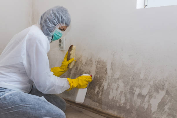 Best Commercial Mold Removal  in Roanoke Rapids, NC