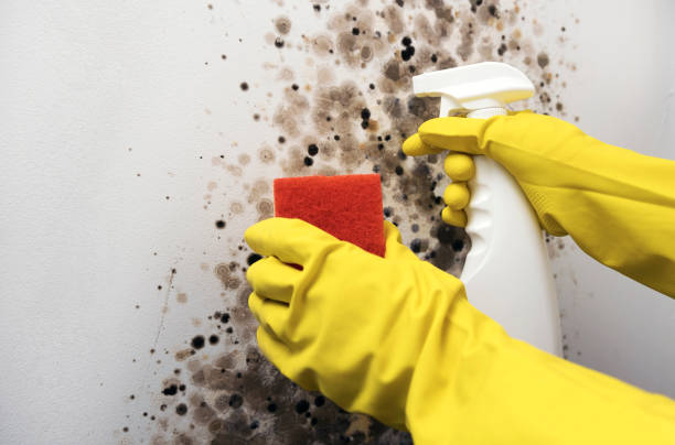 Best Residential Mold Removal  in Roanoke Rapids, NC