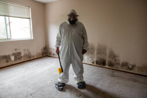 Best Mold Remediation  in Roanoke Rapids, NC